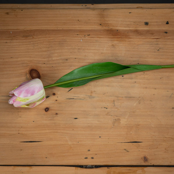 The Seasonal Aisle Tulip Stems Wayfair.co.uk